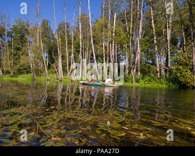 Wda River, Pologne - 26 août 2016 : canoë kayak pendant l'excursion sur le kayak pliant. Bory Tucholskie. Banque D'Images