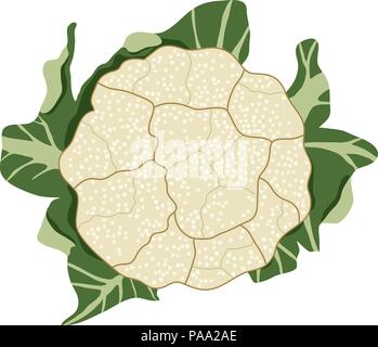 Légumes chou chou-fleur vecteur isolé sur fond blanc. La nourriture végétarienne saine. icône de chou-fleur cru seul toute la tête avec des feuilles pour har Illustration de Vecteur