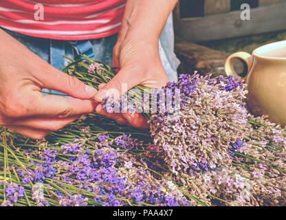 Des mains habiles girl putting fresh blossoms de lavande en bouquet parfumé merveilleusement. Fleurs et de cisailles sur milieu de table en bois Banque D'Images