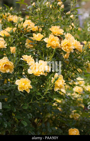 Rosa 'Frymega Spice Gold'. Arbuste jaune rose dans un jardin anglais. Banque D'Images