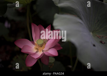 Fleur de Lotus avec des feuilles vert foncé (Nelumbo nucifera). Couleurs poussiéreuses. Banque D'Images