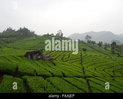 Les plantations de thé de Malabar est situé dans la région de Bandung. Voyager dans la ville de Bandung, Indonésie. 5 octobre 2012 Banque D'Images