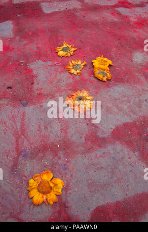 Des fleurs orange sur le terrain avec les couleurs d'Holi Holi durant la célébration, Vrindavan, Inde Banque D'Images