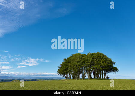 Un bosquet d'arbres dans un champ avec des cultures arables sur les collines au-dessus de la vallée de Strathmore à Angus (Écosse). Banque D'Images