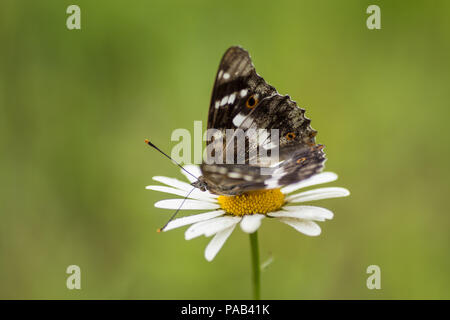 Beau papillon sur une fleur de camomille. Banque D'Images