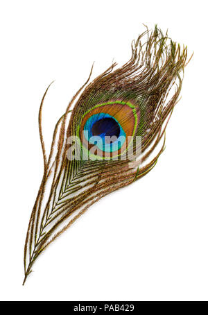 Vue de dessus de peacock feather isolated on white Banque D'Images