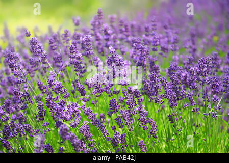 Close up de la floraison des fleurs de lavande Banque D'Images