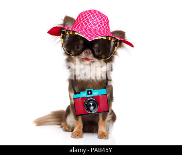 Chihuahua dog à la cool avec des lunettes de fantaisie et appareil photo prêt pour les vacances d'été Banque D'Images