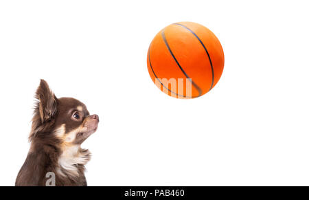 Basket-ball chihuahua dog Playing with ball , isolé sur fond blanc, Banque D'Images