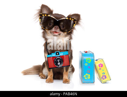 Chihuahua dog à la cool avec des lunettes de fantaisie et appareil photo prêt pour des vacances d'été, isolé sur fond blanc avec une assurance Banque D'Images