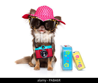 Chihuahua dog à la cool avec des lunettes de fantaisie et appareil photo prêt pour des vacances d'été, isolé sur fond blanc avec une assurance Banque D'Images