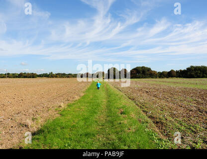Tout-petit en marche le long d'un sentier entre deux champs de septembre. Banque D'Images