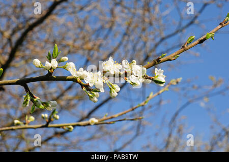 Blossom de griottes.Prunus cerasus 'Morello' Banque D'Images