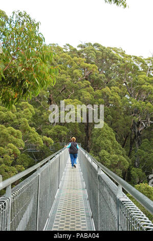 Les gens qui marchent sur le Tree Top Walk. Terre des géants. Le Danemark, l'Australie de l'Ouest. Banque D'Images
