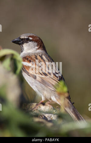 Passer domesticus debout sur un rocher Banque D'Images