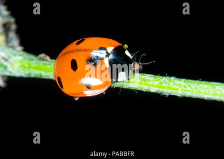 Coccinelle sur une plante à la mi-juillet de manger un puceron Banque D'Images