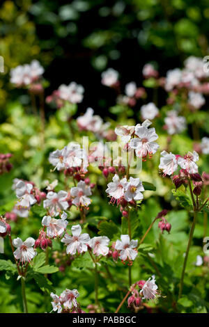Floraison blanche - geranium géranium sanguin Hardy, Yorkshire, Angleterre, Royaume-Uni Banque D'Images