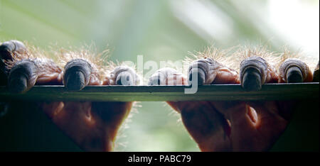 Close-up Centre de réadaptation des orangs-outans de Sepilok mains Sabah Bornéo Malaisie Russie Banque D'Images