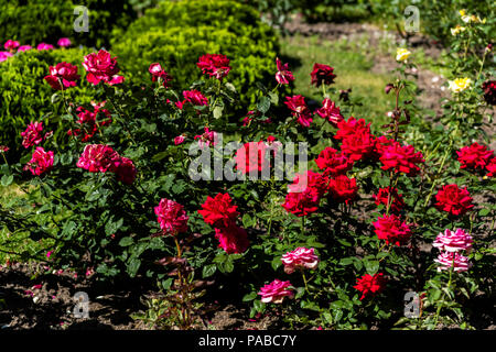 Arbustes à fleurs de roses rouges dans le jardin Banque D'Images