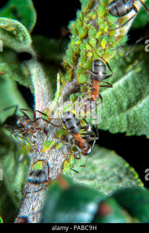 Les fourmis des bois rouges gardiennage et hearding leurs pucerons sur une plante verte Banque D'Images