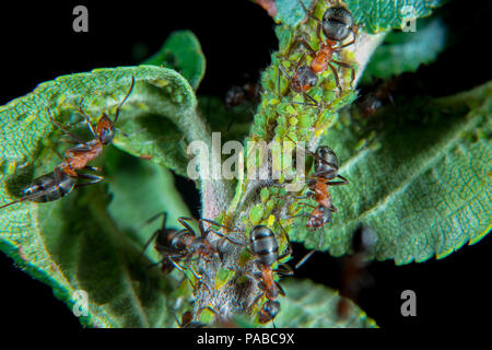 Les fourmis des bois rouges gardiennage et hearding leurs pucerons sur une plante verte Banque D'Images