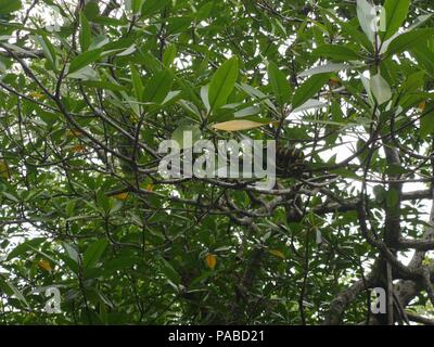 Puerto Princesa, Philippines. Le 04 juillet, 2018. Boiga dendrophila, communément appelé le serpent de mangrove ou d'or-ringed cat est une espèce venimeuse légèrement espèce de et colubridae une des plus espèces de serpent, en moyenne de 6 à 8 pieds de longueur qui est généralement trouvé en Asie du sud-est. Sherbien Dacalanio : Crédit/Pacific Press/Alamy Live News Banque D'Images