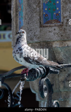 Pigeon sur la fontaine de la place d'hippocrate à Rhodes, Grèce Banque D'Images