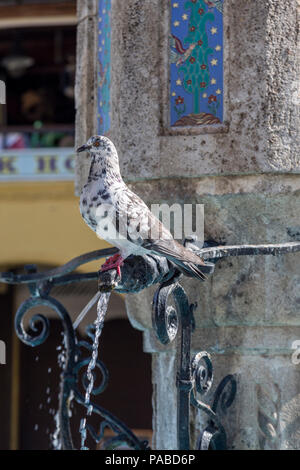 Pigeon sur la fontaine de la place d'hippocrate à Rhodes, Grèce Banque D'Images