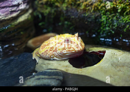 Pacman albinos ou grenouille Ceratophrys aussi connu comme des grenouilles à cornes d'Amérique du Sud Banque D'Images