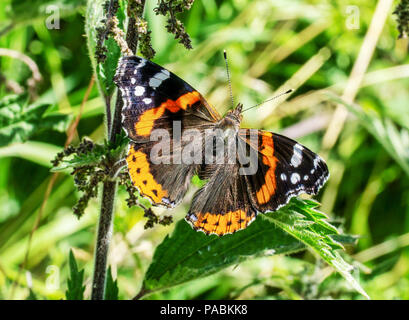 Un amiral rouge papillon. Vanessa atalanta Banque D'Images