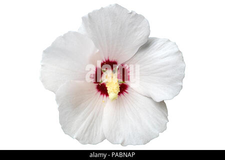 Hibiscus syriacus blanc avec centre rouge rose de Sharon 'Red Heart' Fleur isolé sur blanc. Banque D'Images