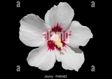 Hibiscus syriacus blanc avec centre rouge rose de Sharon 'Red Heart' isolé sur noir. Banque D'Images