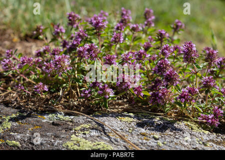 Fleurs sauvages des Alpes, du Thymus serpyllum Breckland (thym), aromatiques et de plantes médicinales. Vallée d'aoste, Italie Banque D'Images