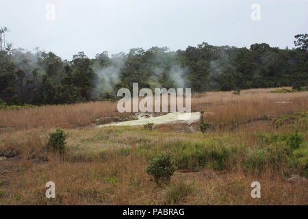 L'augmentation de la vapeur à travers les hautes herbes au niveau du soufre dans les banques Volcanoes National Park, California, USA Banque D'Images