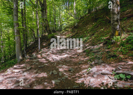 Les hêtres sur un sentier de village à Wetlina Wetlina Prairies dans l'ouest de Bieszczady en Pologne Banque D'Images