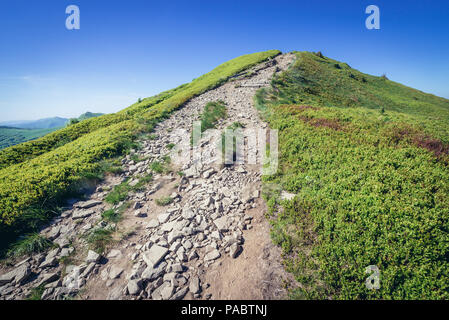 Chemin d'accès à Halicz pic dans les Bieszczady, dans le sud de la Pologne Banque D'Images