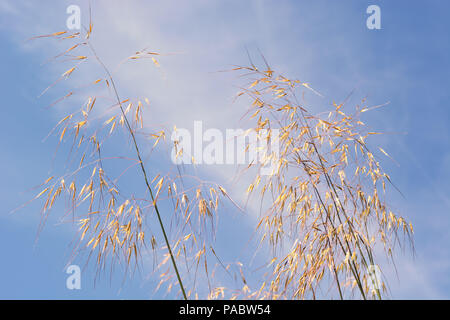 Panicules sèches d'herbe contre un ciel bleu Banque D'Images