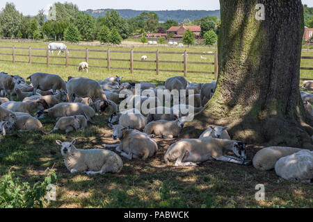 Les moutons se reposant dans l'ombre d'un arbre par une chaude journée d'été ensoleillée ; Grands Thirkleby high and low with Osgodby, North Yorkshire, UK. Banque D'Images