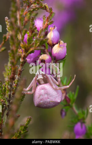 Araignée crabe de couleur rose camouflée sur la bruyère cloche dans le Surrey, Royaume-Uni. Araignée crabe chiné - Thomisus onustus Banque D'Images