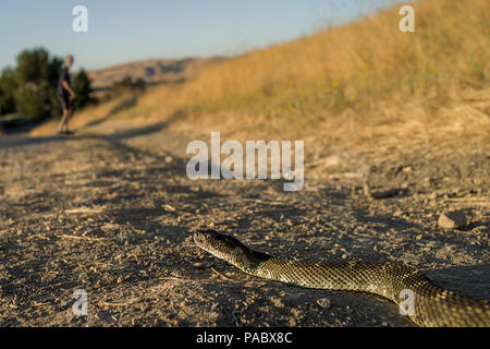 WESTERN Diamondback Rattlesnake sur le sentier de randonnée Banque D'Images