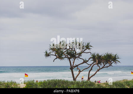 GOLD COAST, AUSTRALIE - Janvier 13th, 2015 : plage et verdure à Surfers Paradise Banque D'Images