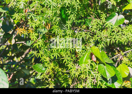 Close-up de belles feuilles d'érable tourné en Queensland, Australie en été Banque D'Images