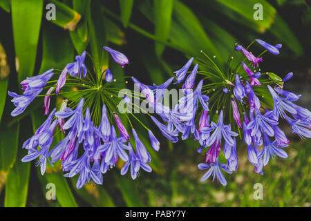 Close-up de la belle Lily Agapanthus subtropicales de l'usine du Nil tourné en Queensland, Australie en été Banque D'Images