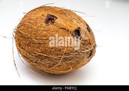 Coconut isolé sur fond blanc Banque D'Images