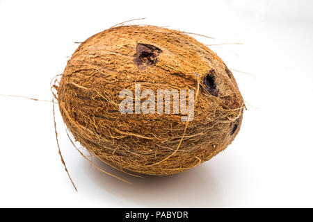 Coconut isolé sur fond blanc Banque D'Images