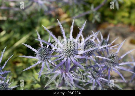 Bee-friendly Eryngium fleurs en fleurs l'Ecosse Banque D'Images