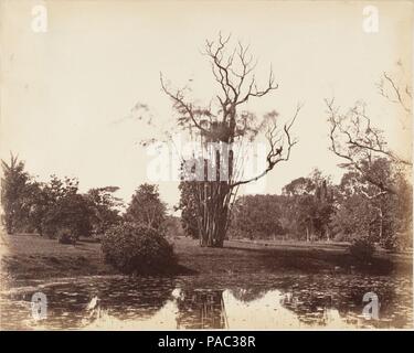 [Jardin Botanique, Calcutta]. Artiste : le capitaine R. B. Hill. Dimensions : Image : 19,4 x 24,3 cm (7 5/8 x 9 9/16 in.) Mont : 20,8 x 28 cm (8 3/16 x 11 in.). Date : 1850. Musée : Metropolitan Museum of Art, New York, USA. Banque D'Images