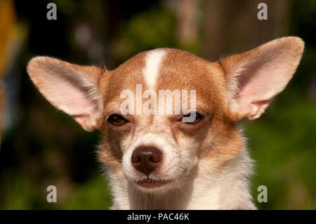 Chihuahua - Portrait - Canis familiaris Banque D'Images