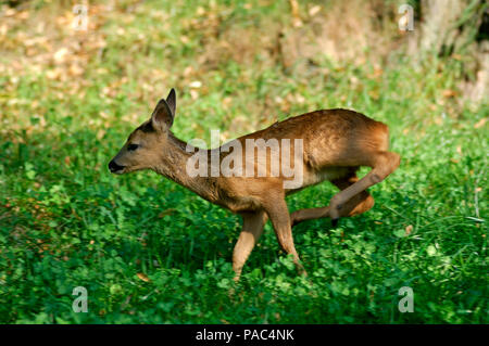 Chevreuil - faon - Cours - chevreuil - Veau - faon - Exécution - Capreolus capreolus Banque D'Images