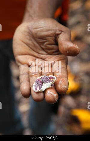 L'homme est titulaire d'une des graines de cacao avec des fèves de cacao dans sa main, San Francisco de Macoris, Duarte province, République Dominicaine Banque D'Images